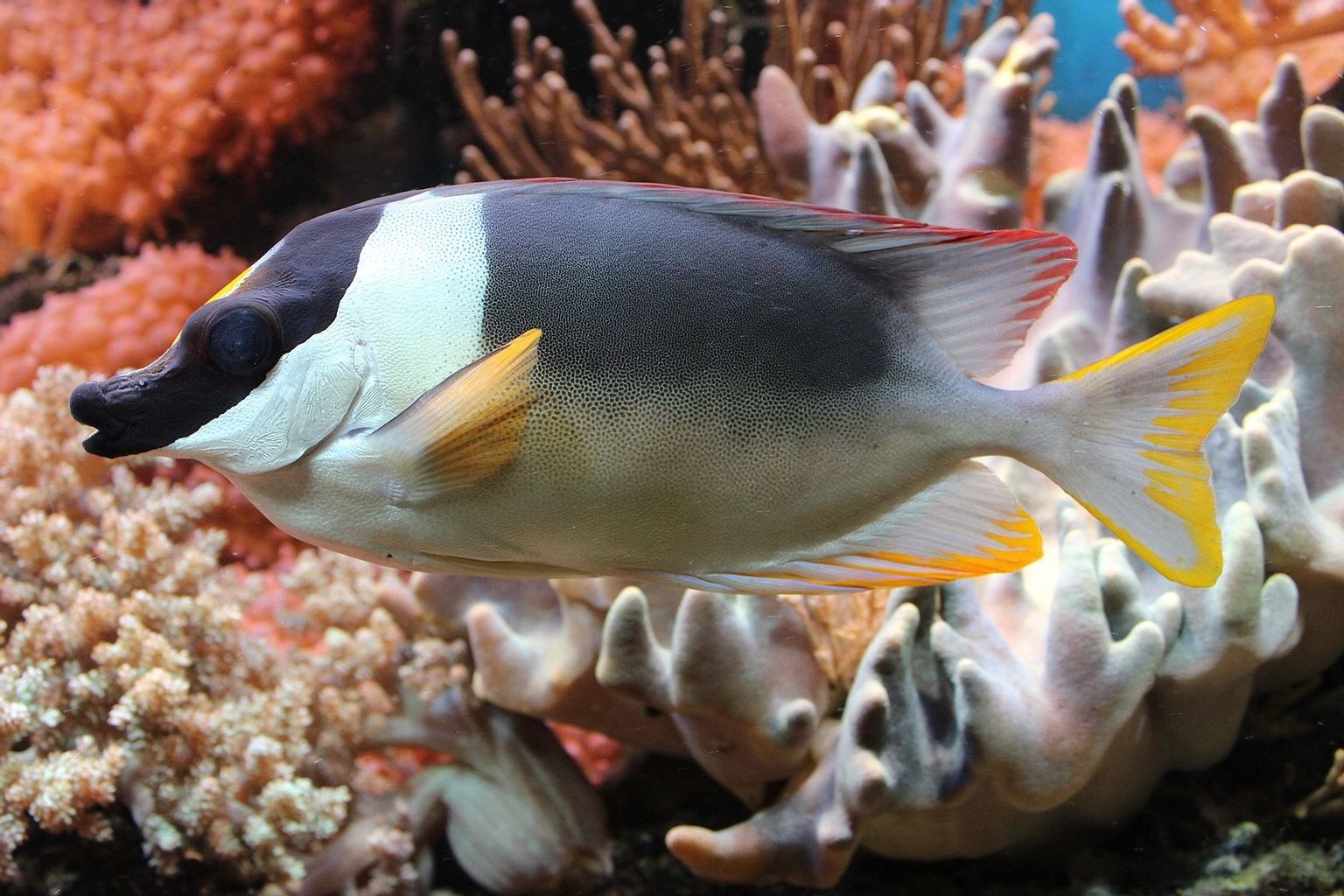 Magnificent Foxface Rabbitfish