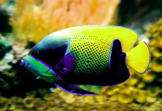 Majestic Angelfish