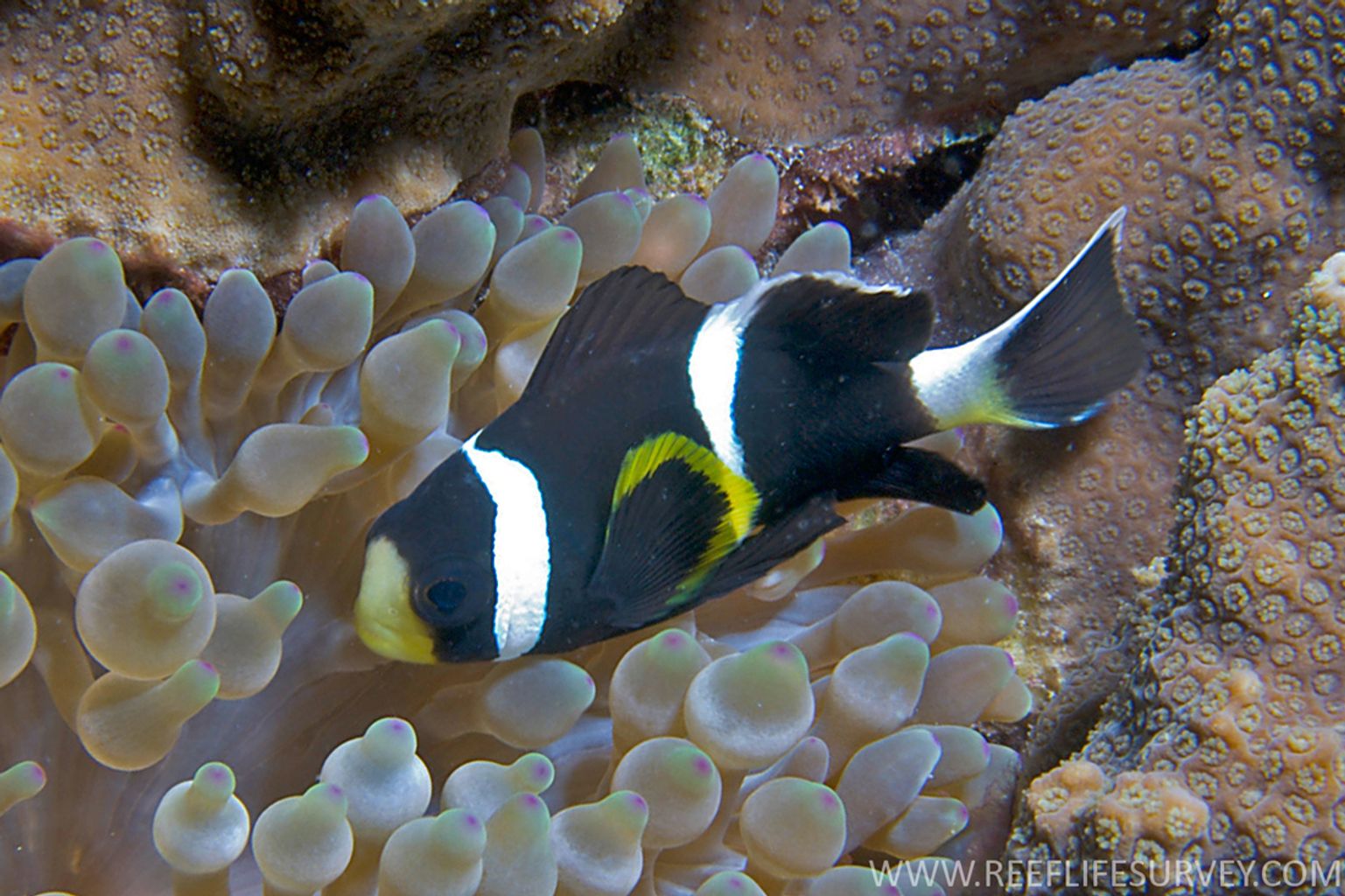 McCullochi Clownfish