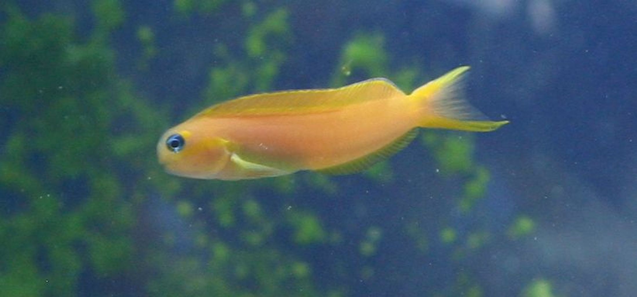 Midas Blenny