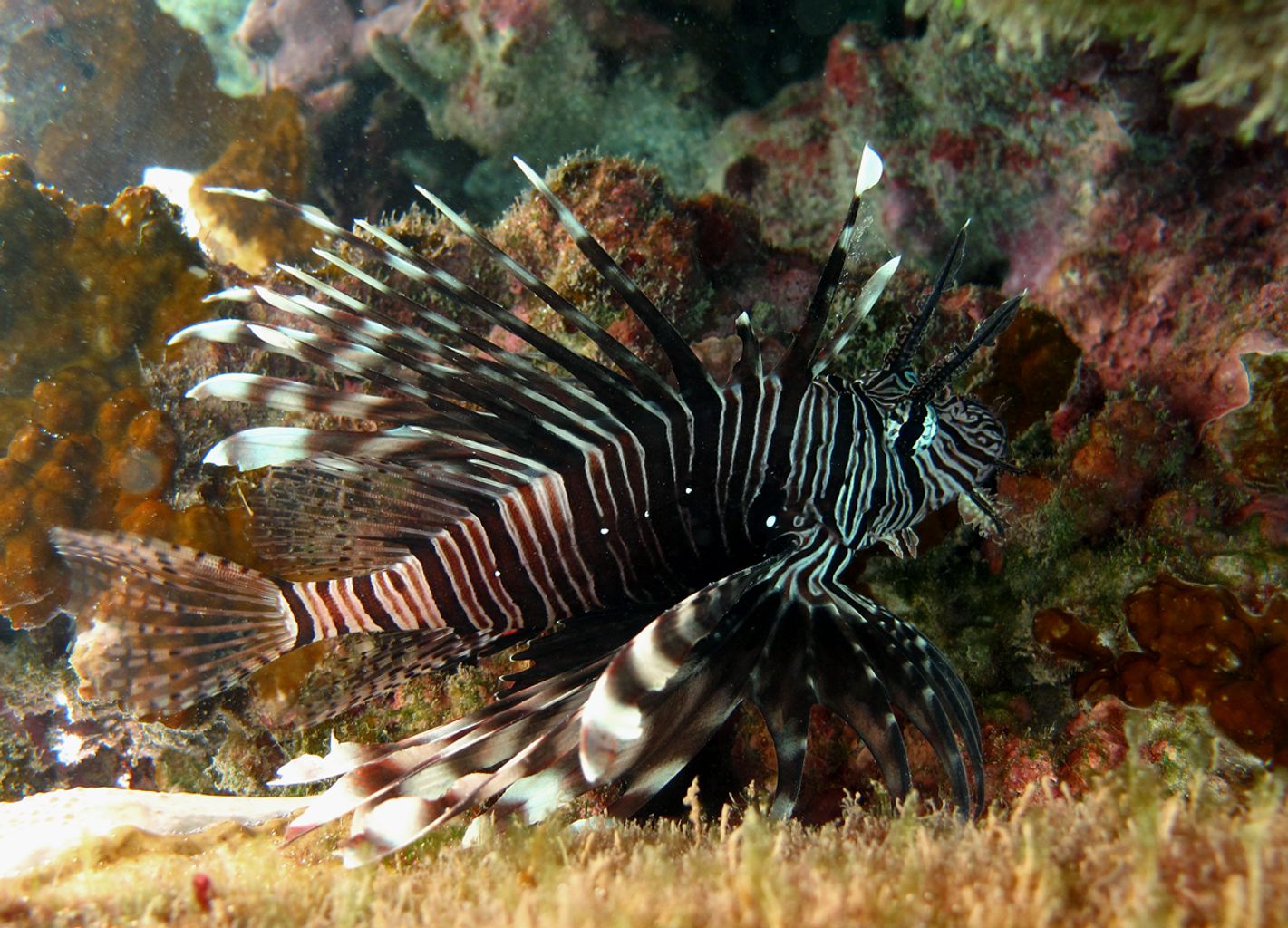 Miles Lionfish