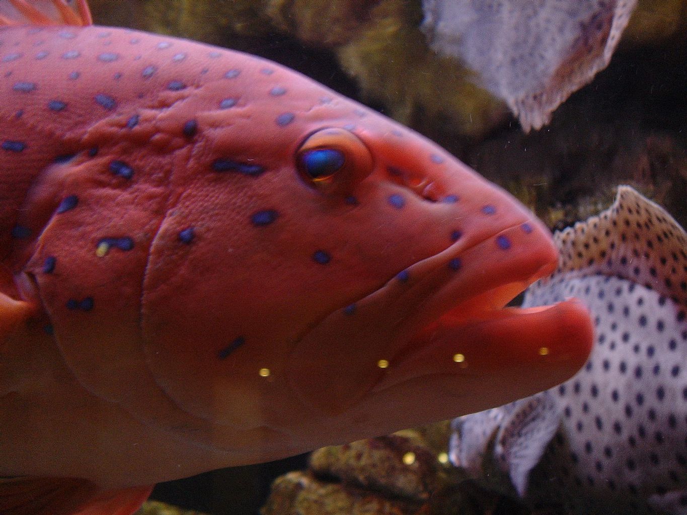 Miniatus Grouper