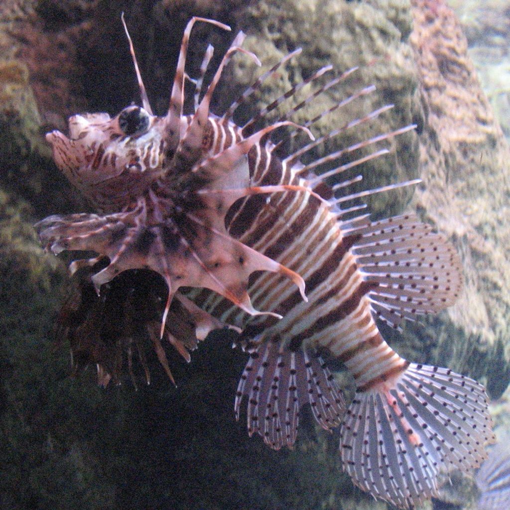 Mombasa Lionfish