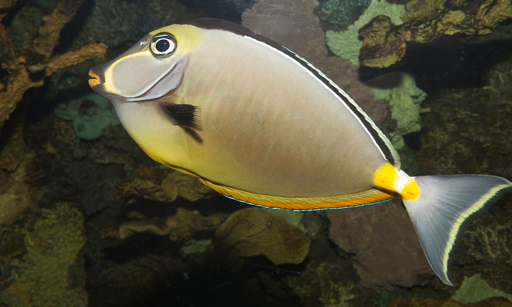 Naso Tang | database.fish