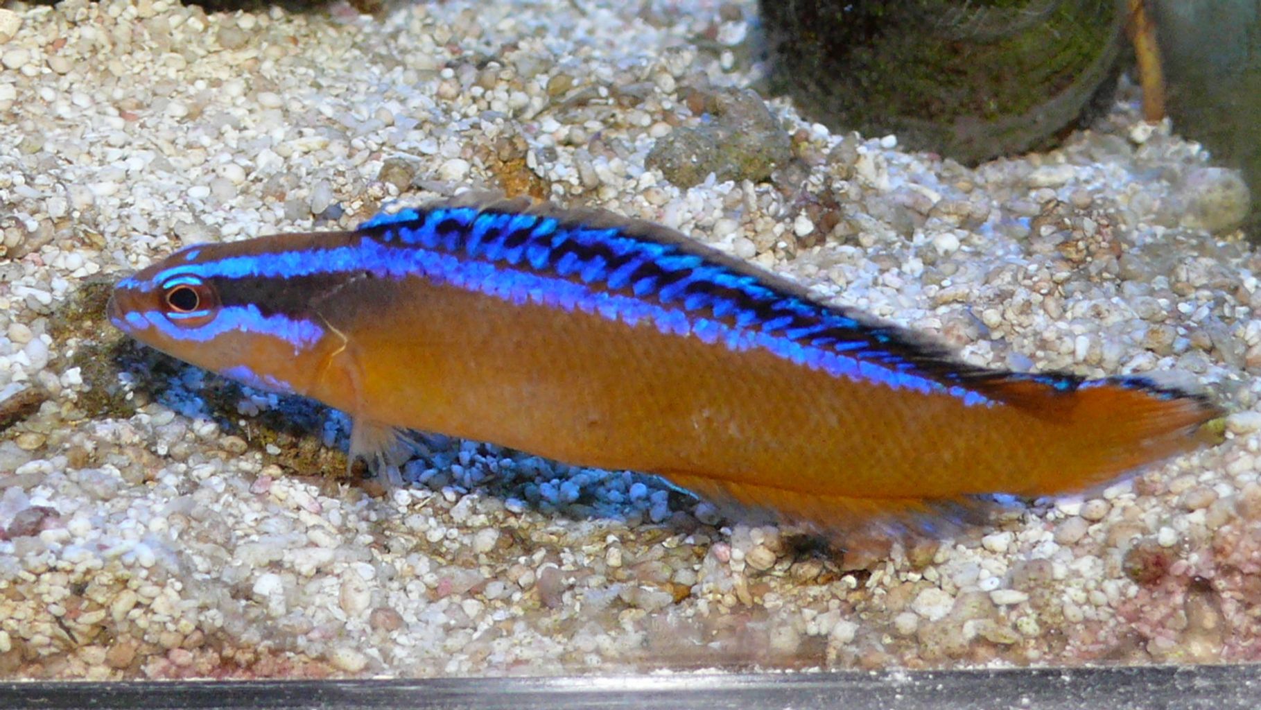 Neon Dottyback