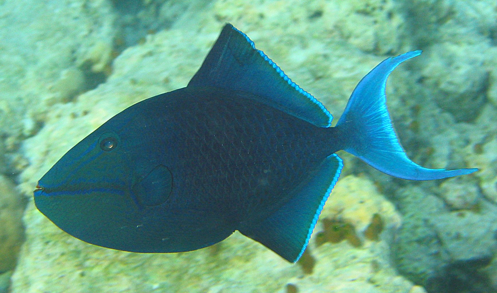 Niger Triggerfish