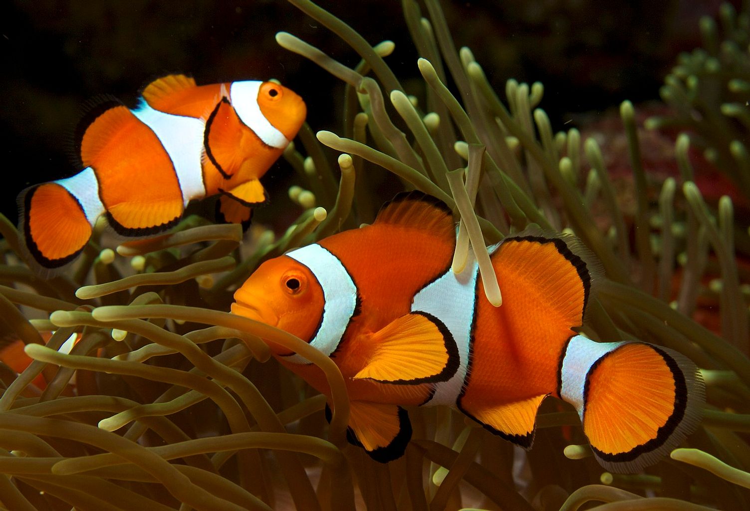 Ocellaris Clownfish