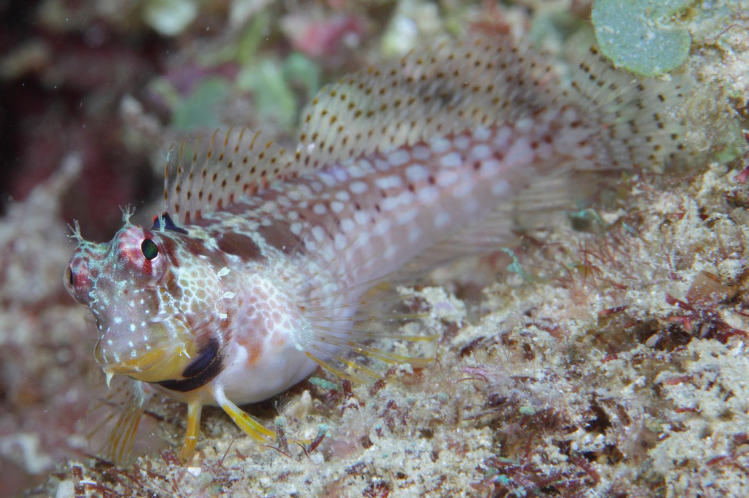 One Spot Blenny