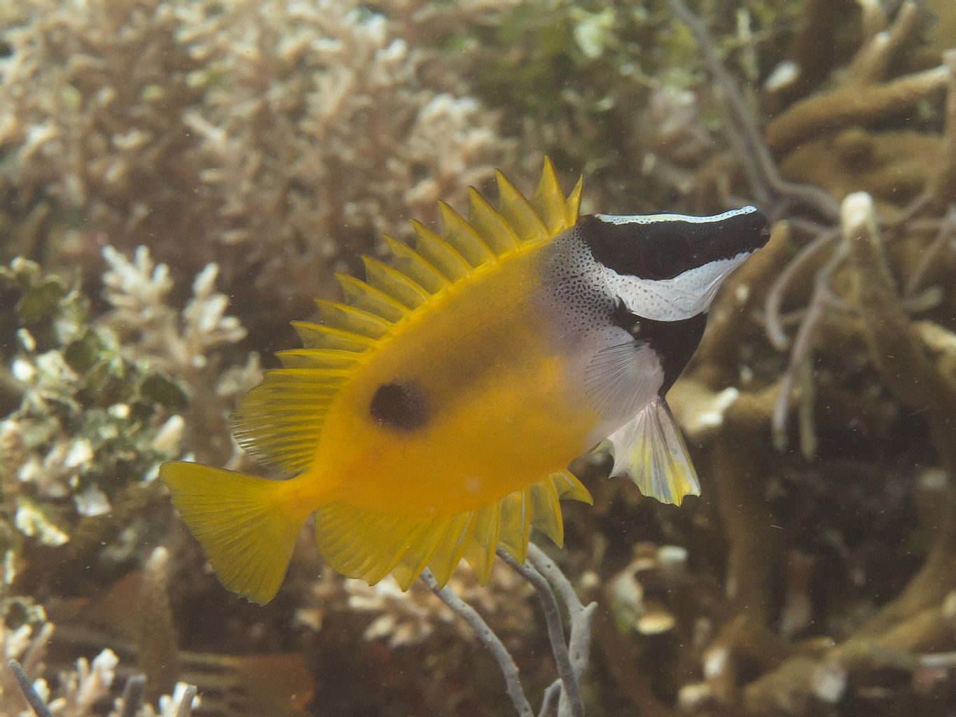 One Spot Foxface Rabbitfish