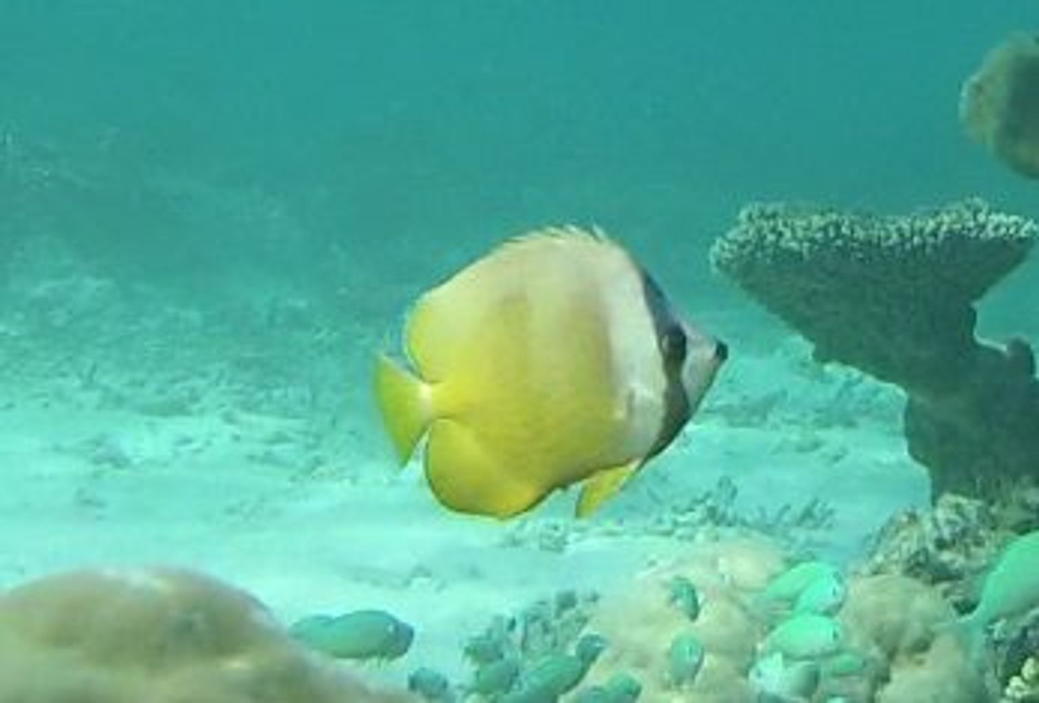 Orange Butterflyfish