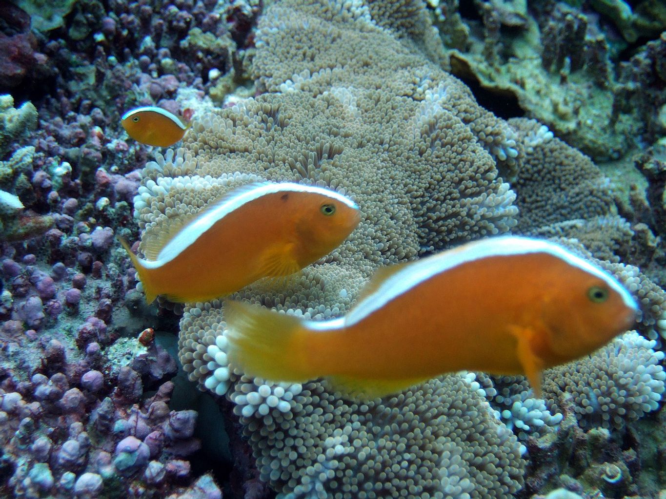 Orange Clownfish