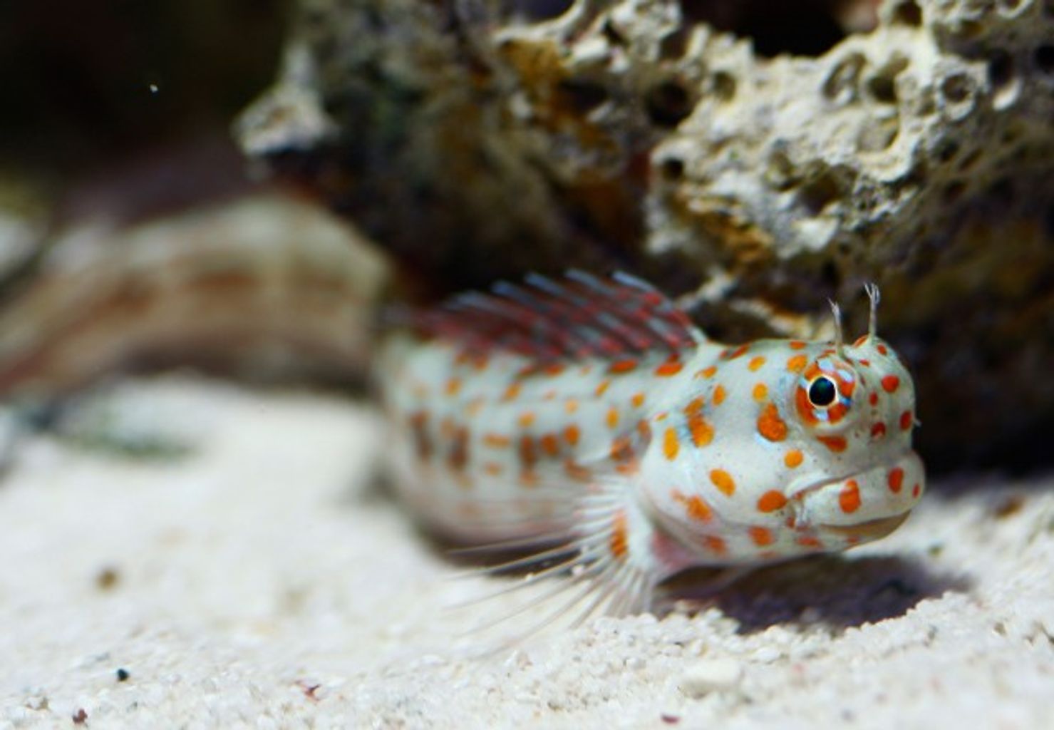 Orange Spotted Blenny