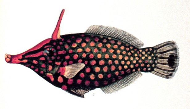 Orange Spotted Filefish