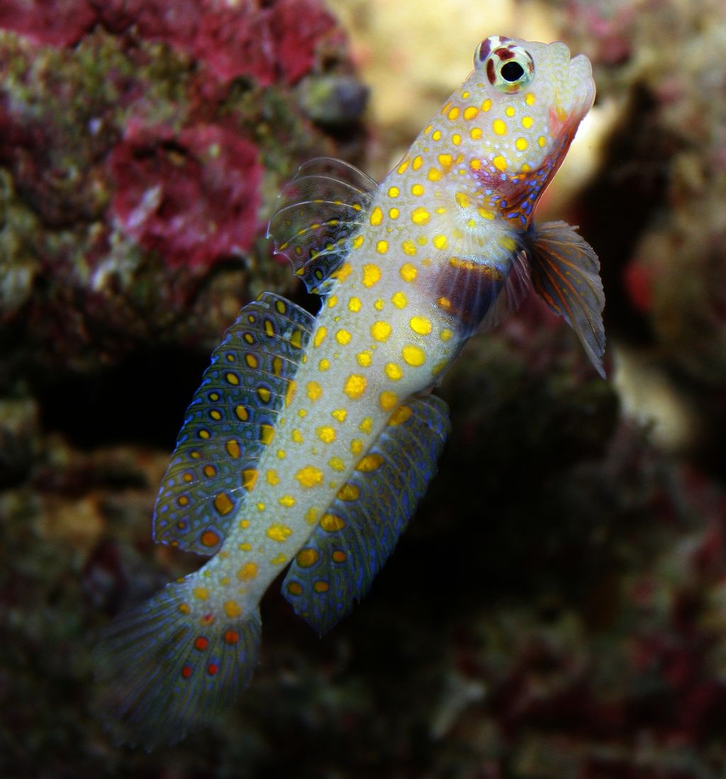 Orange Spotted Goby