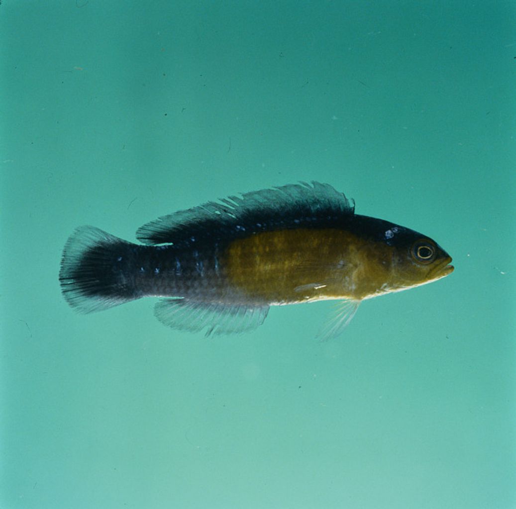 Orangetail Dottyback