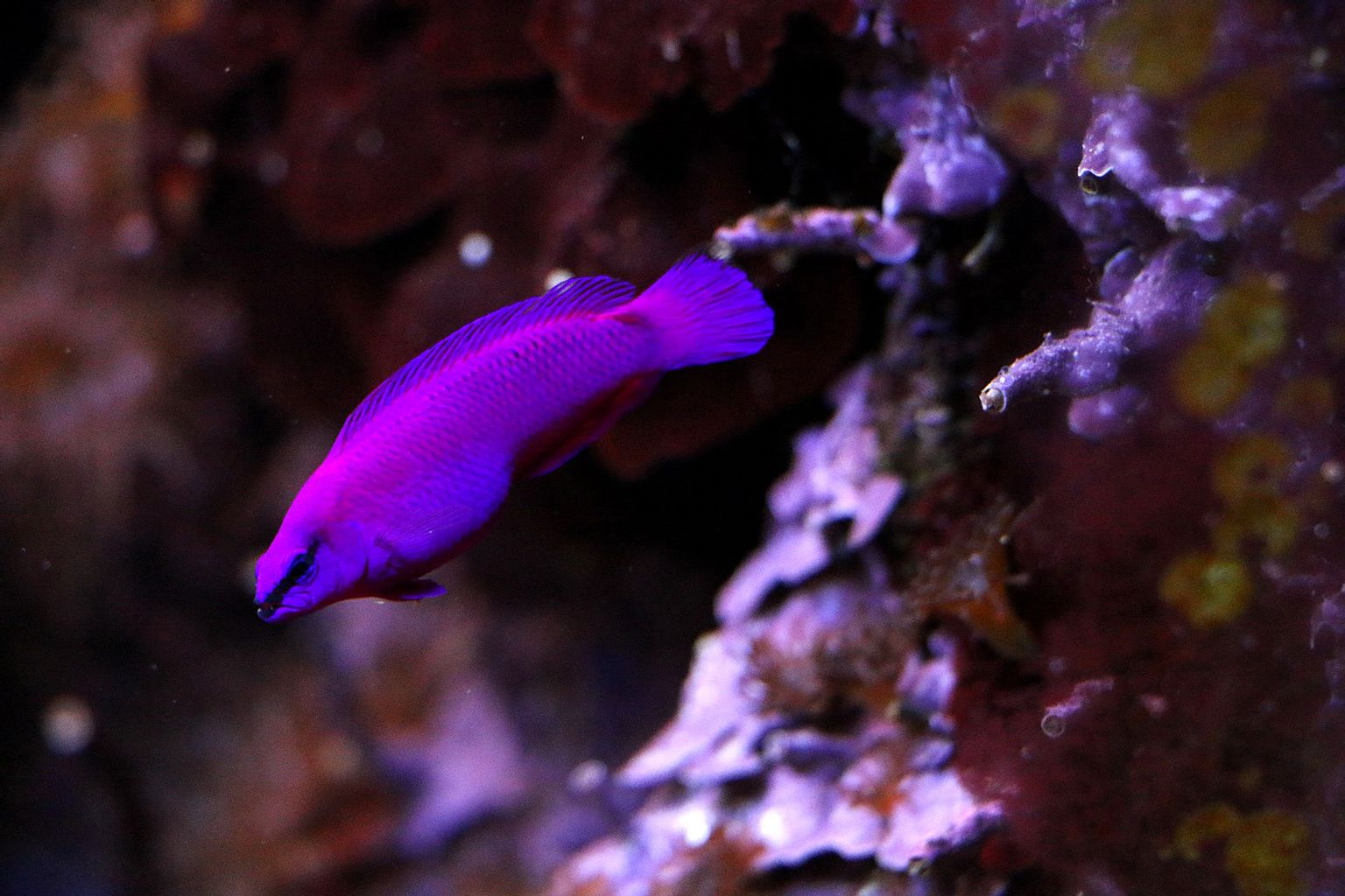 Orchid Dottyback