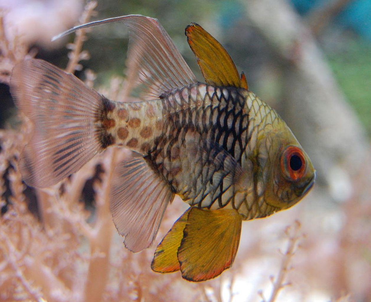 Pajama Cardinalfish