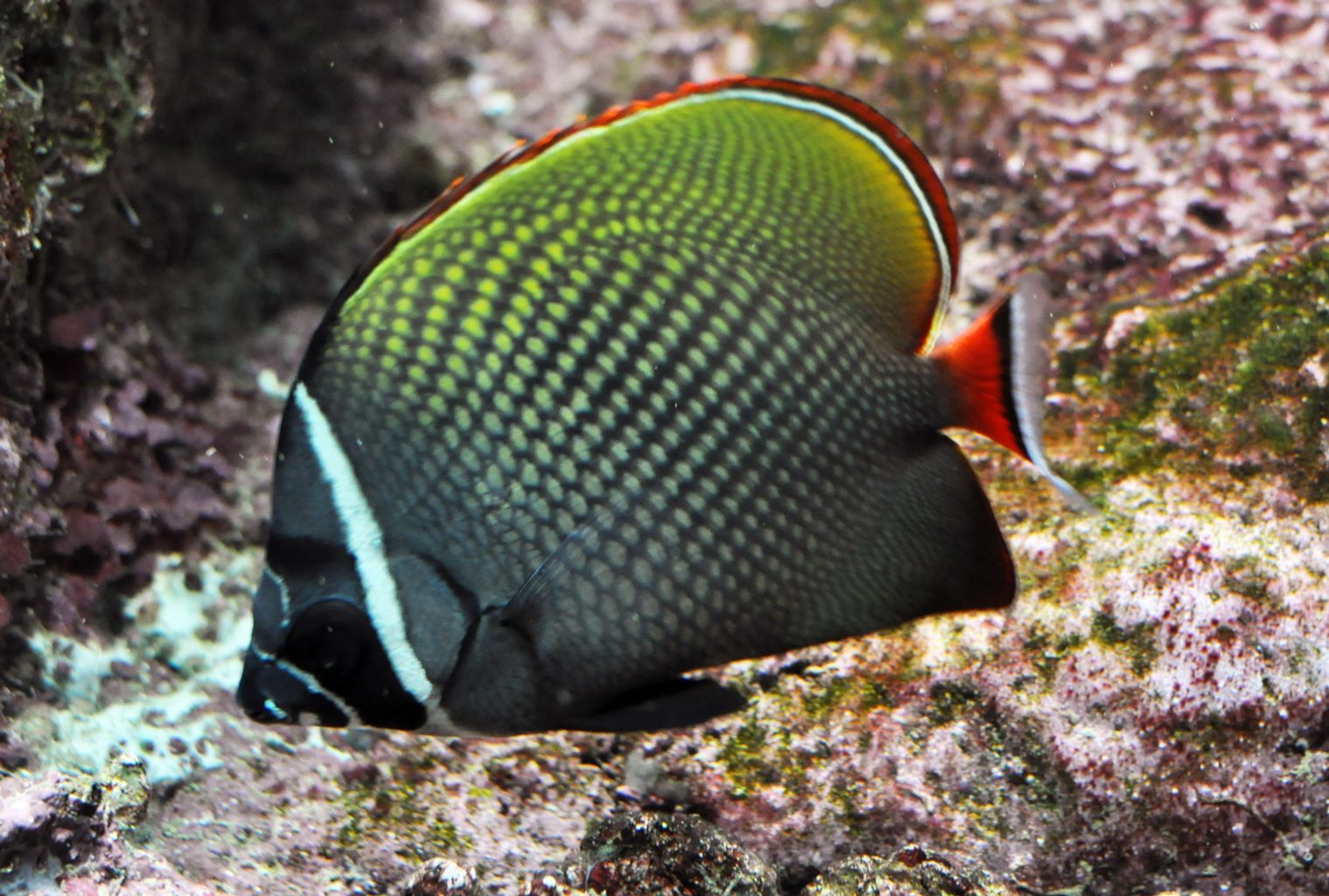 Pakistan Butterflyfish