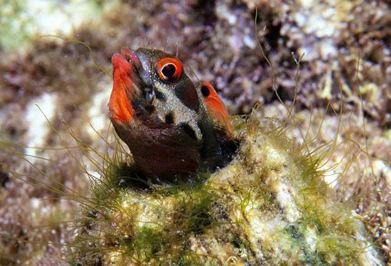 Panamic Barnacle Blenny