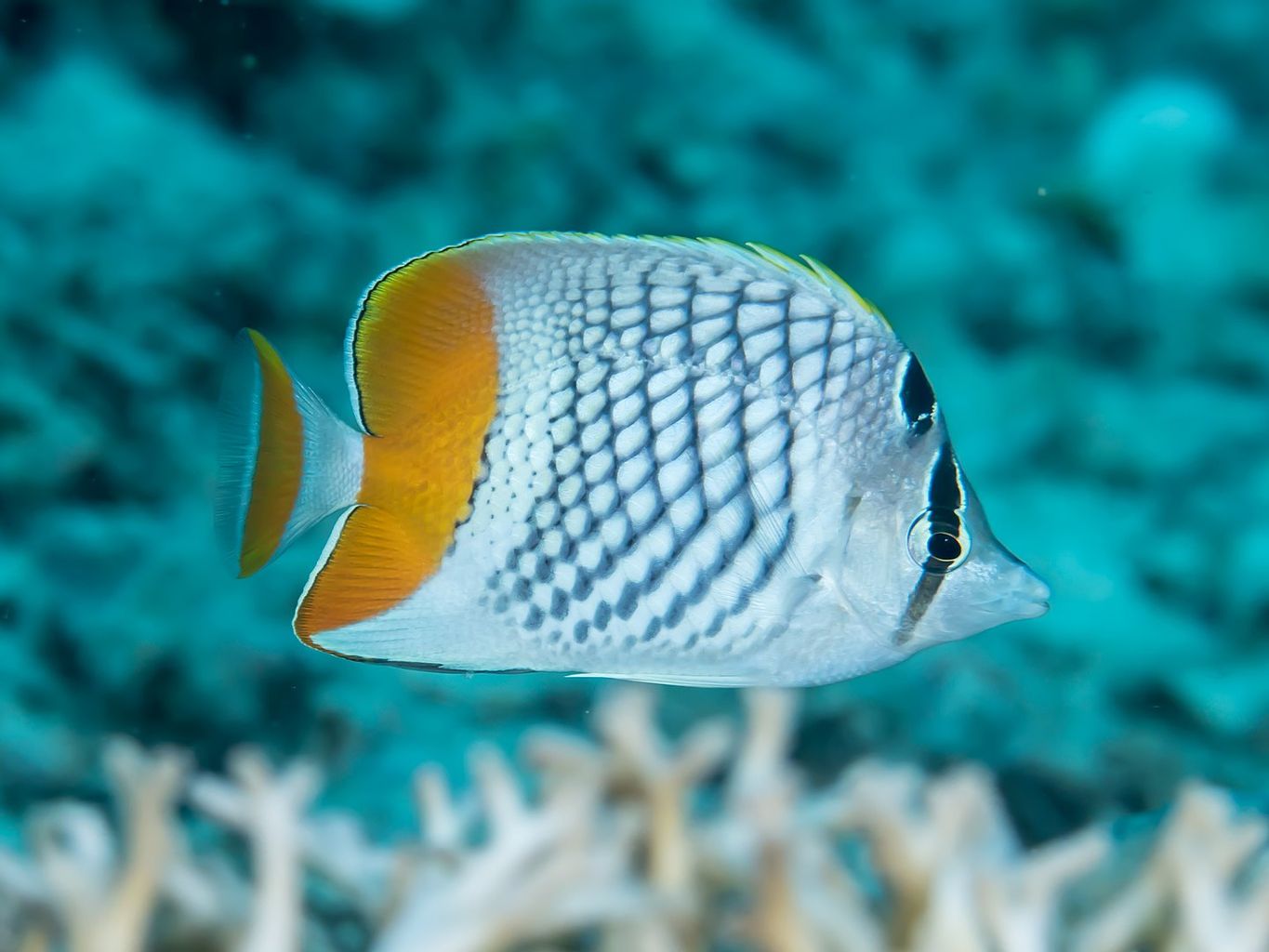 Pearlscale Butterflyfish