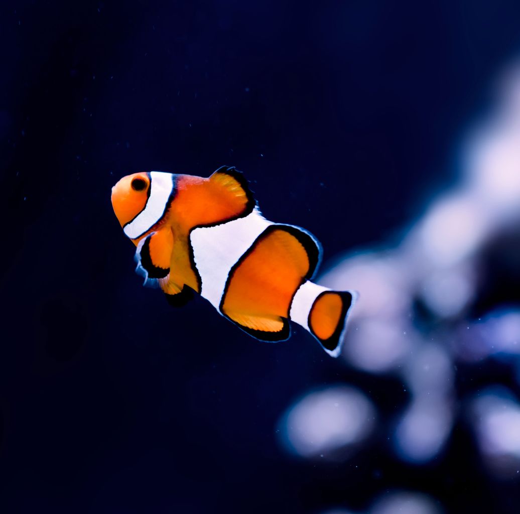 True Percula Clownfish