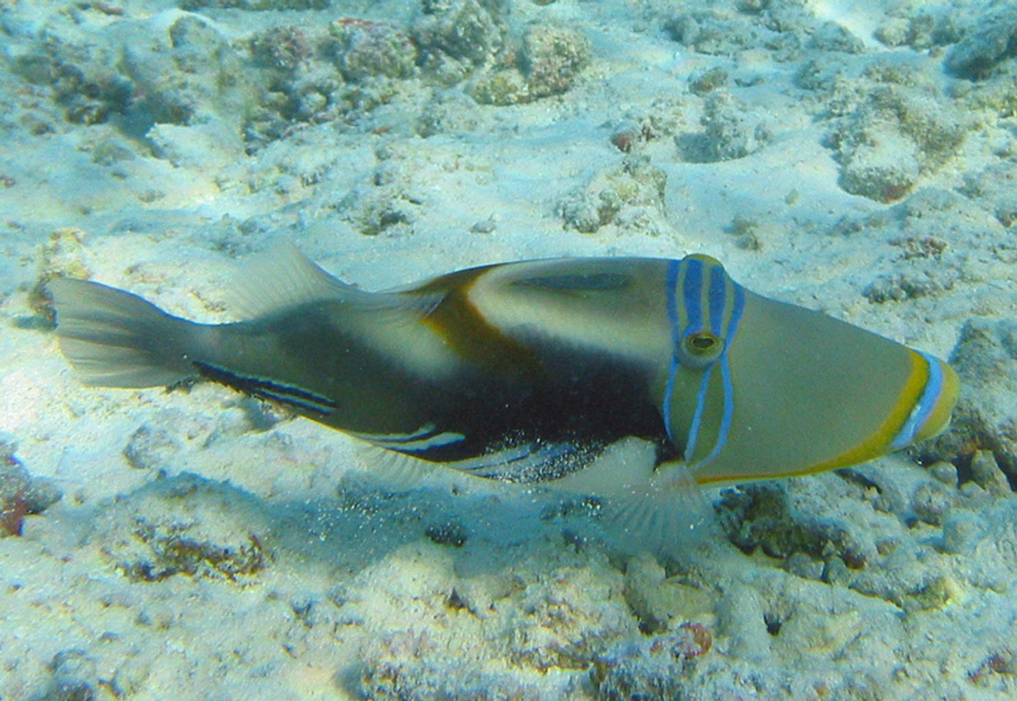 Humu Picasso Triggerfish