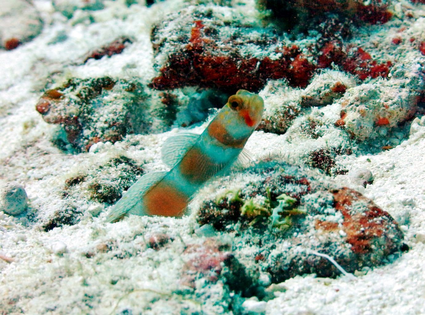 Pinkbar Goby