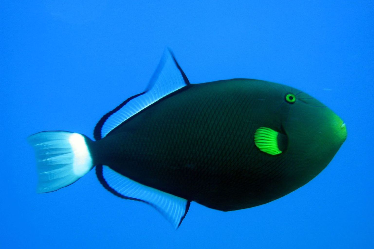 Pinktail Triggerfish