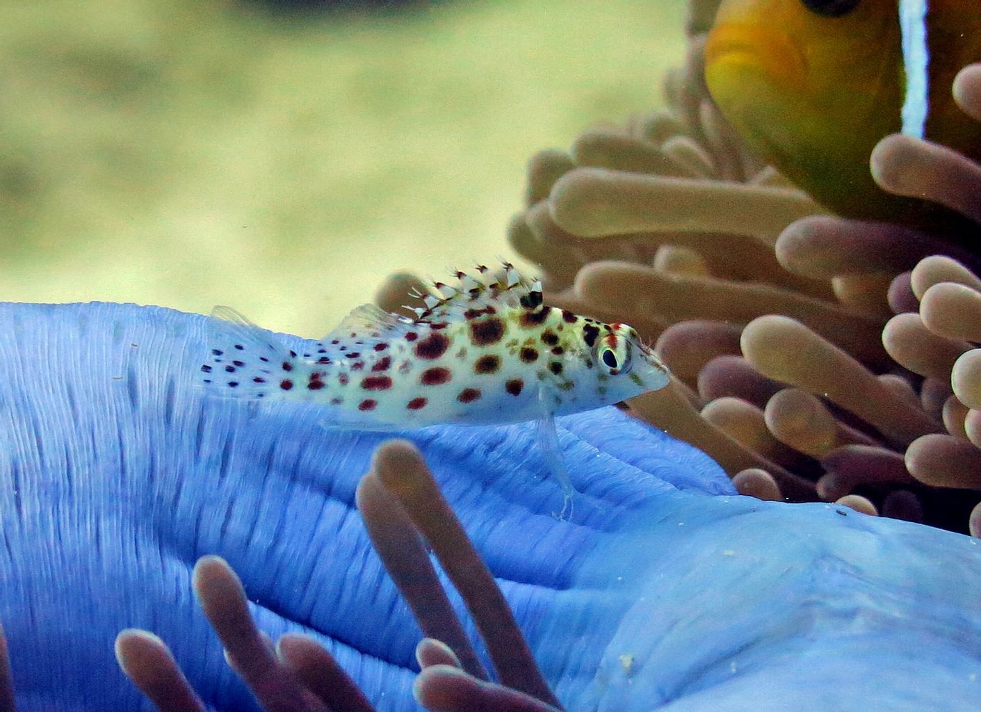 Pixy Hawkfish