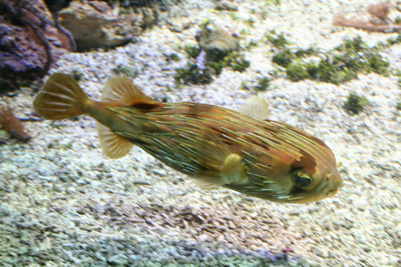 Porcupine Puffer