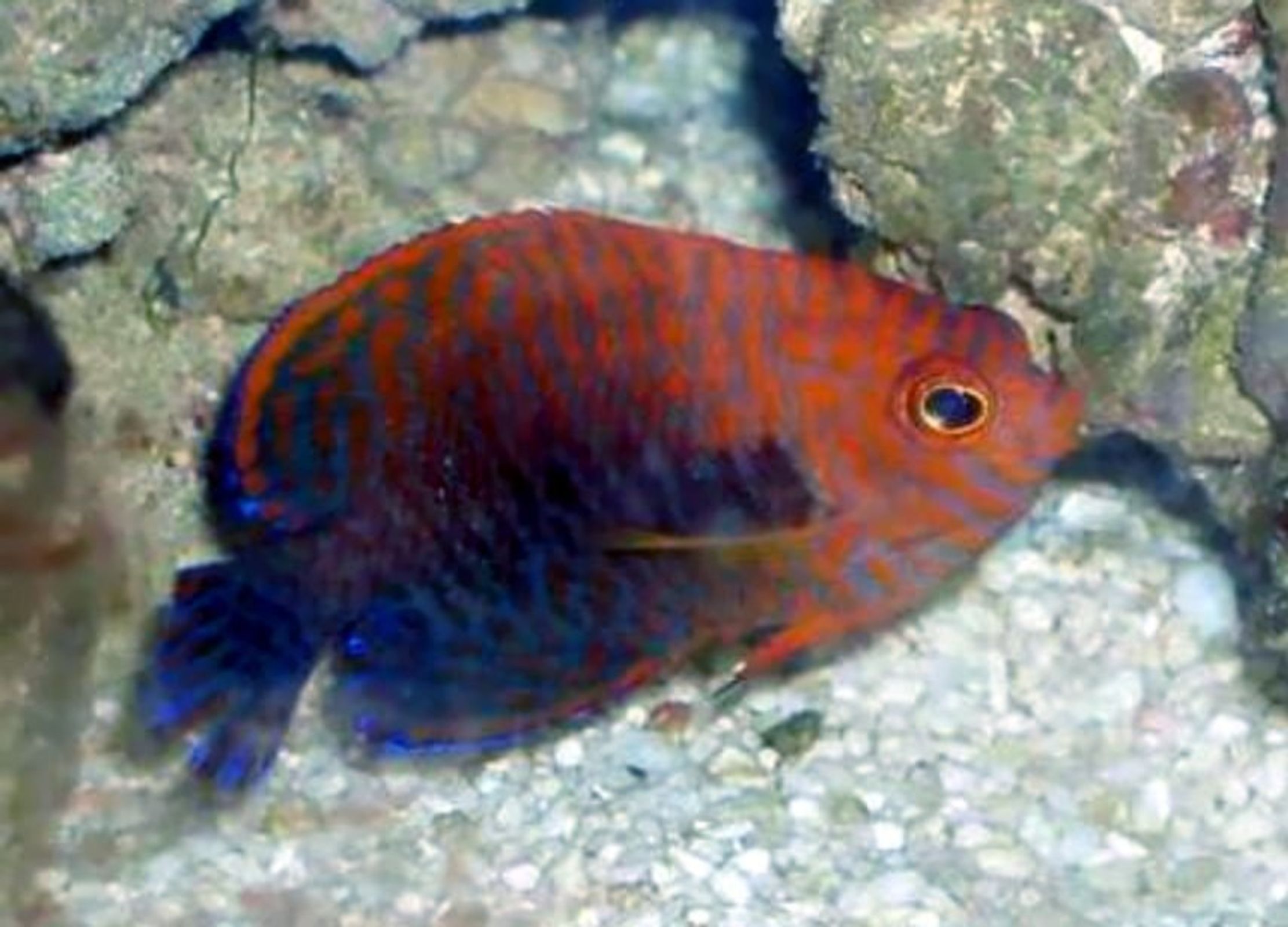 Potter's Angelfish | database.fish