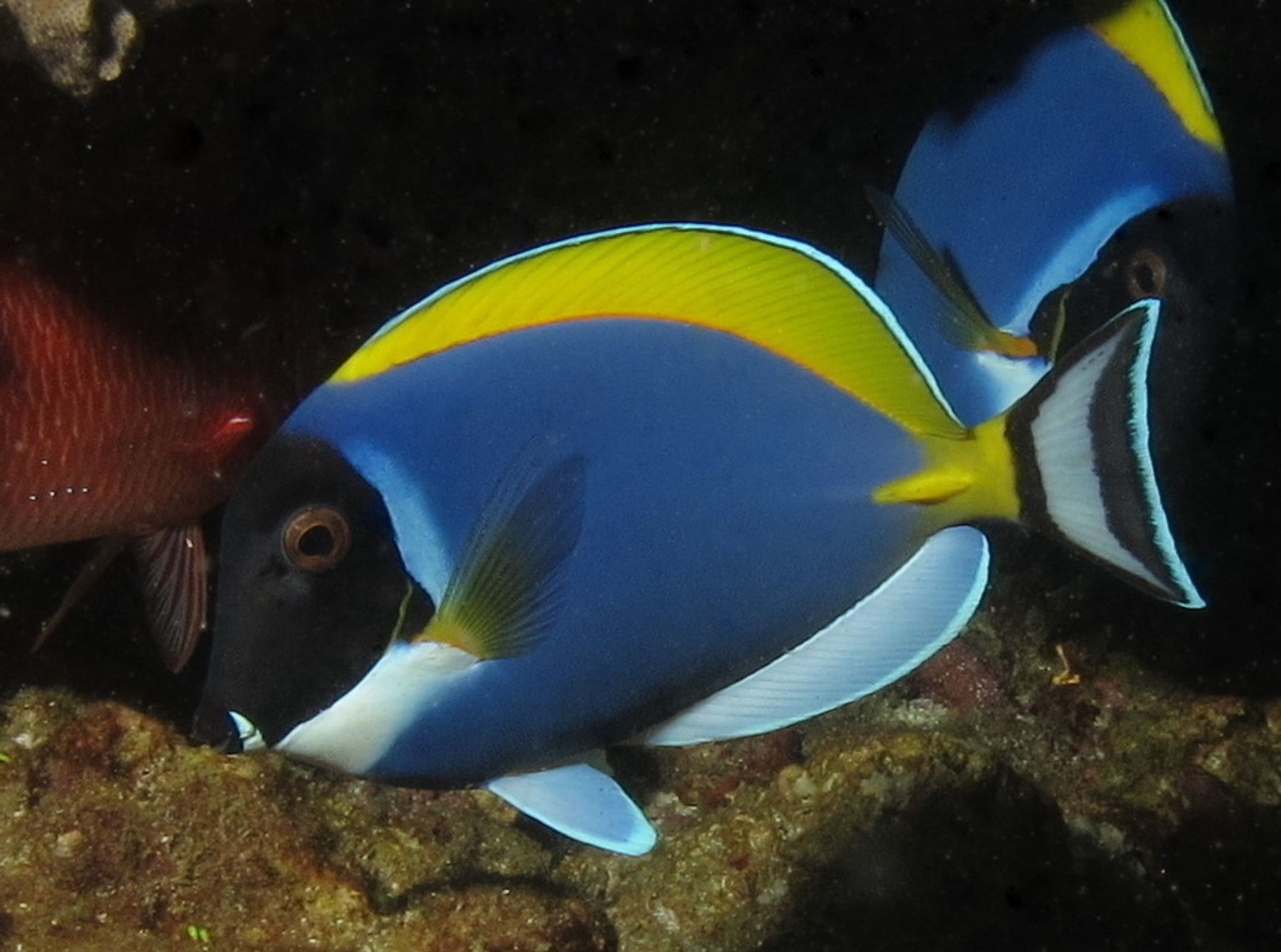 Powder Blue Tang database.fish