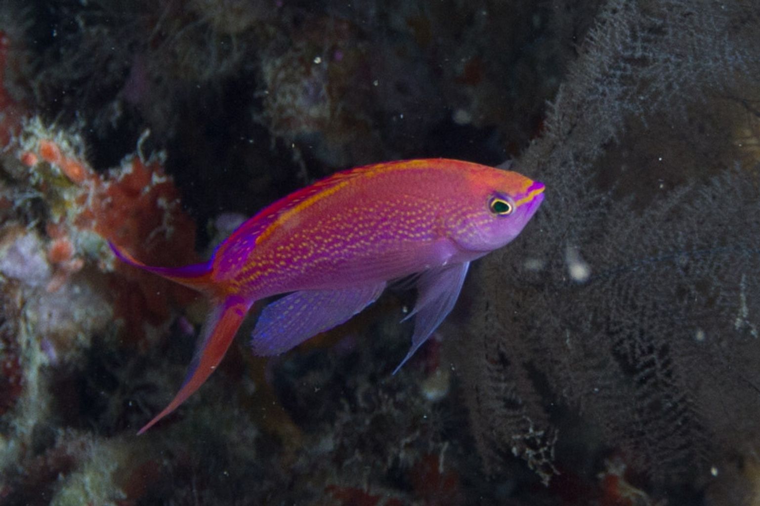 Princess Anthias