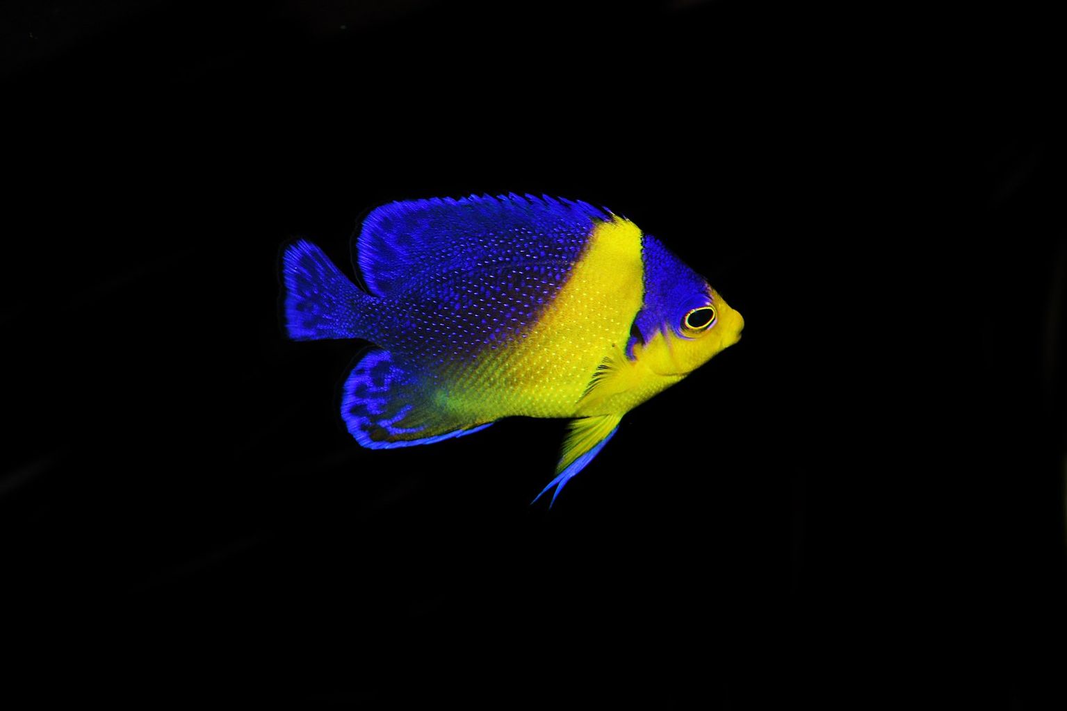 Purple Masked Angelfish