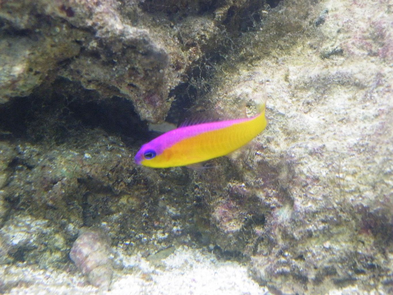 Purple Stripe Dottyback