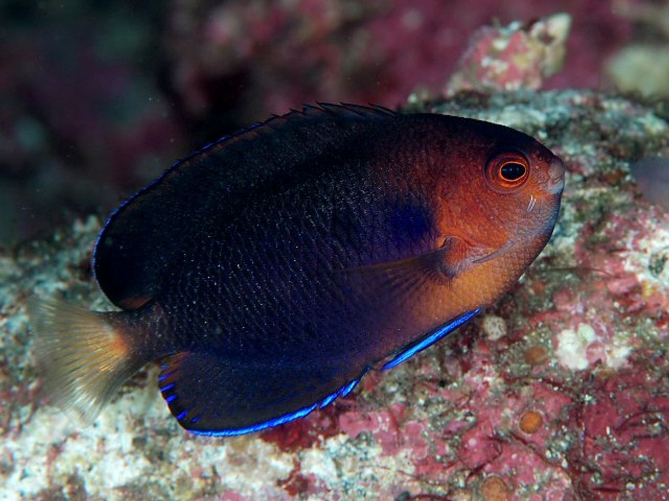 Pygmy Yellowtail Angelfish