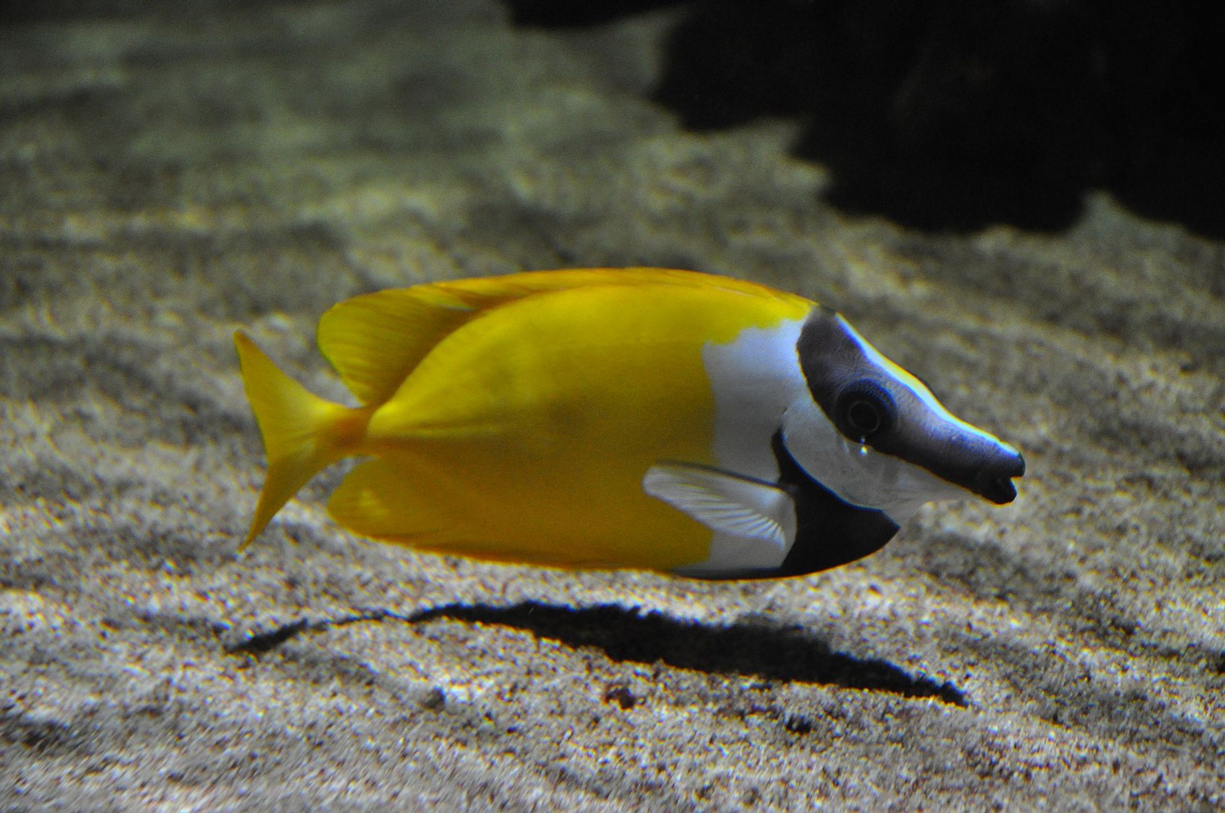 Rabbitfish Database fish rabbitfish-database-fish