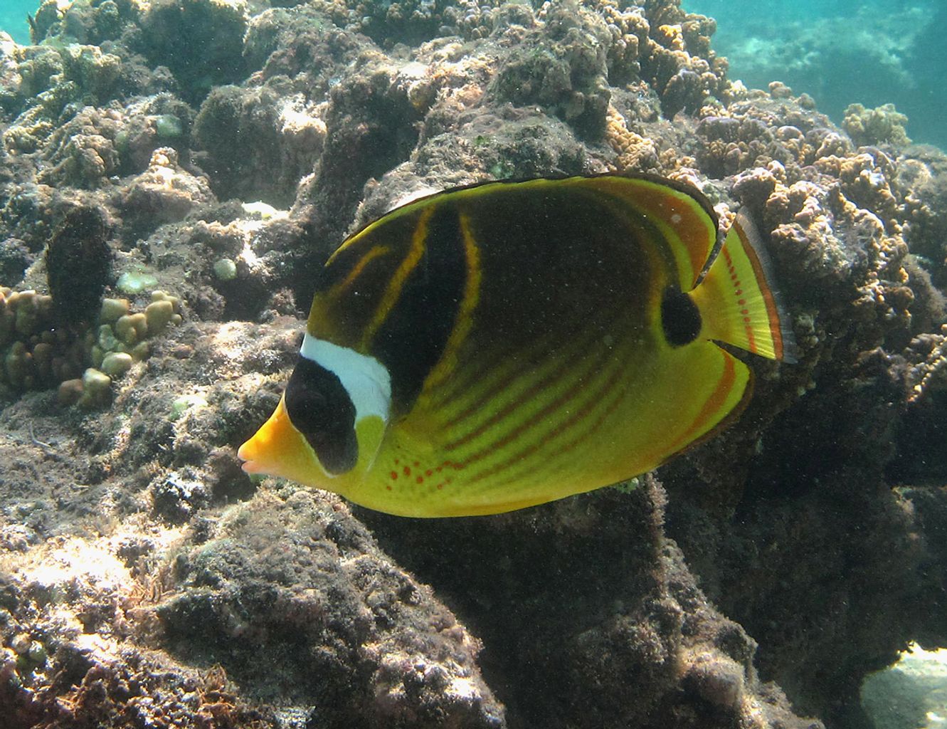 Raccoon Butterflyfish