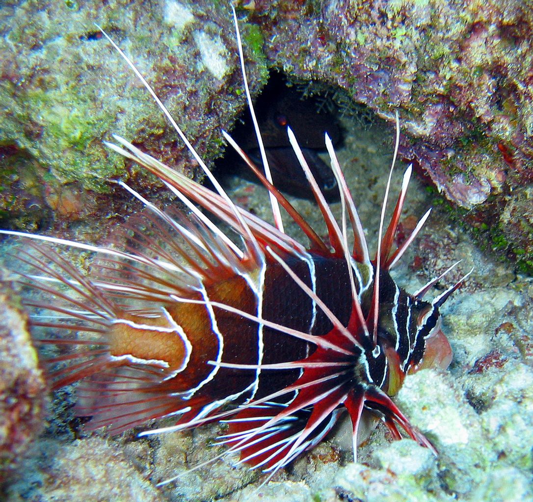 Radiata Lionfish