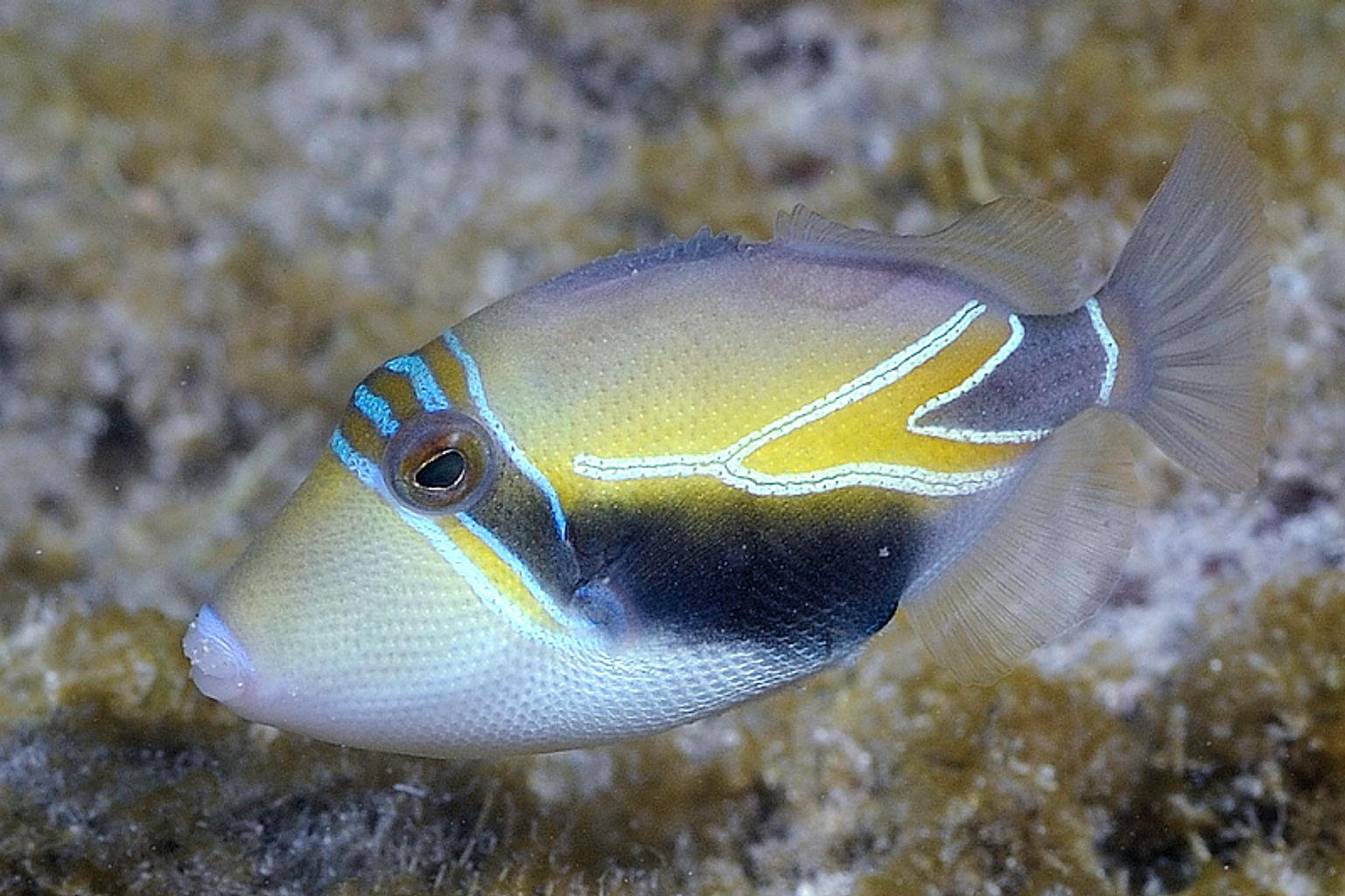 Humu Rectangle Triggerfish