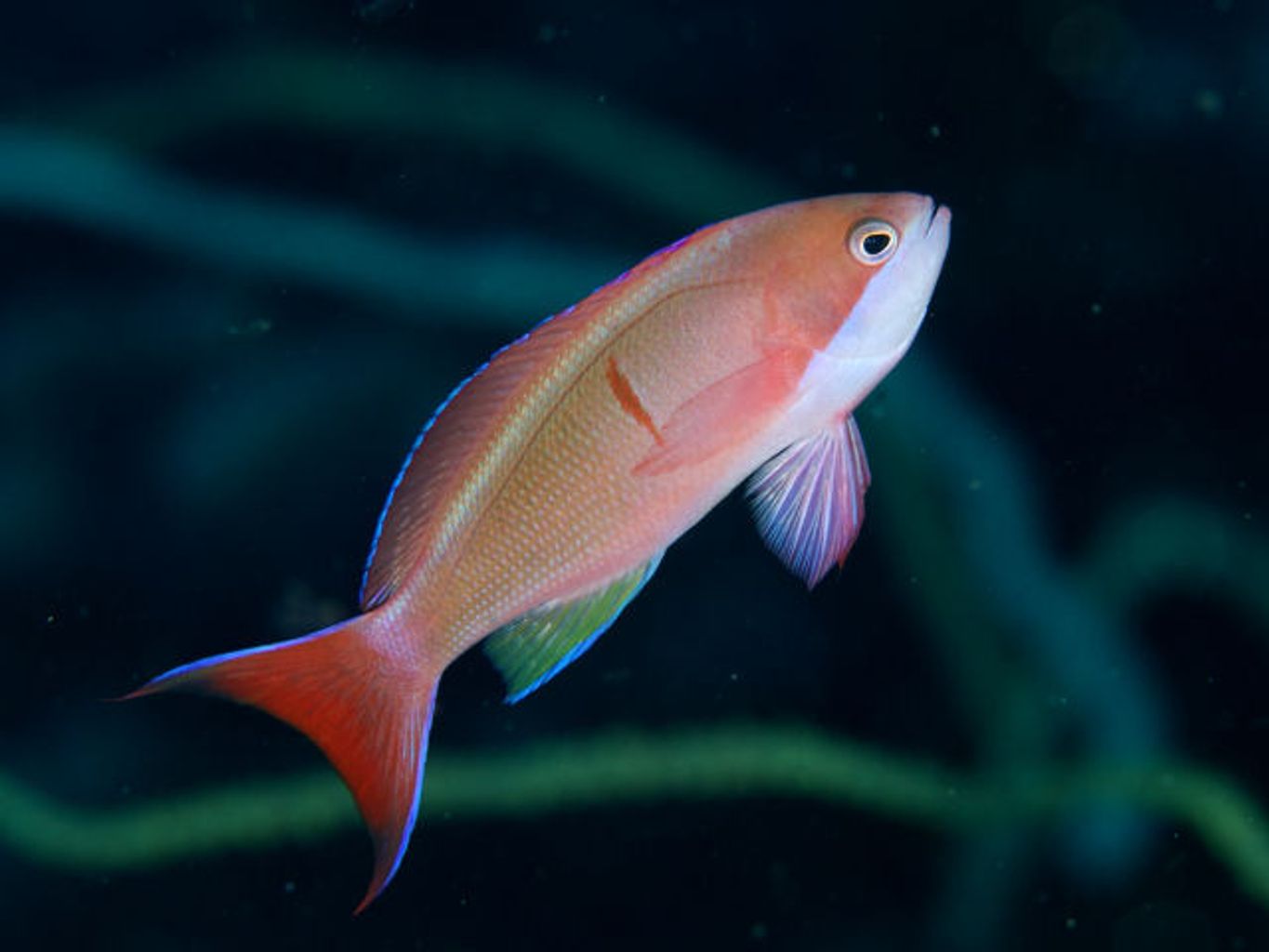 Red-Bar Anthias