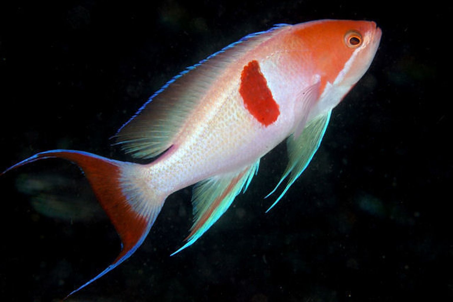 Red Belted Anthias