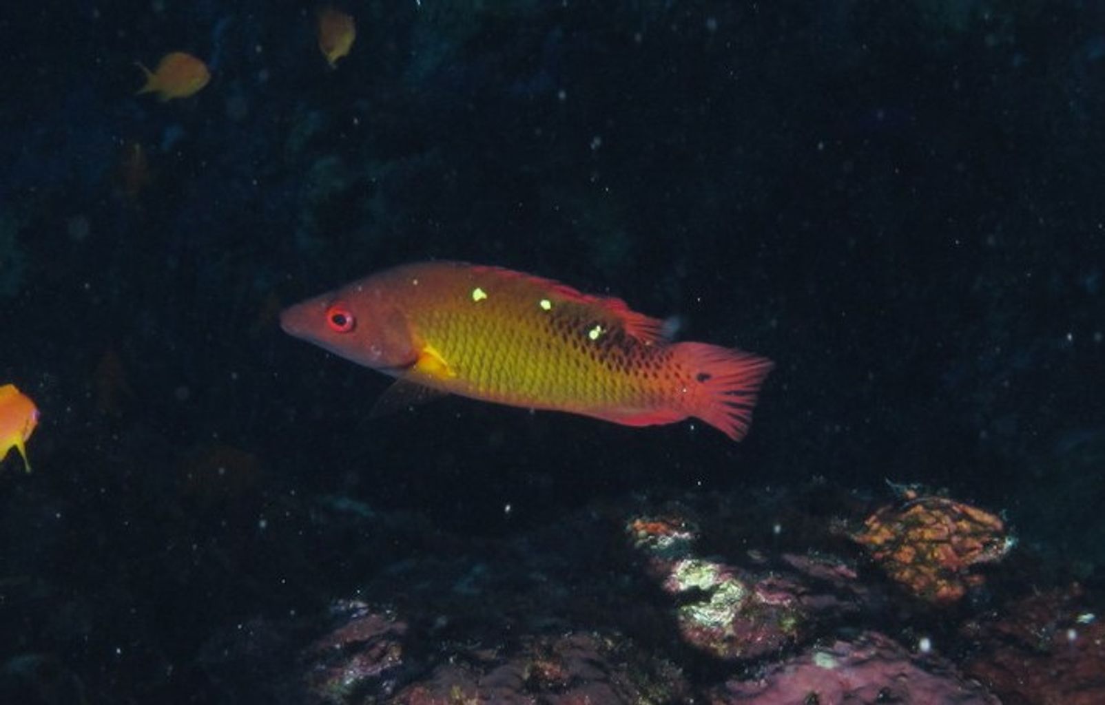 Red Diana Hogfish