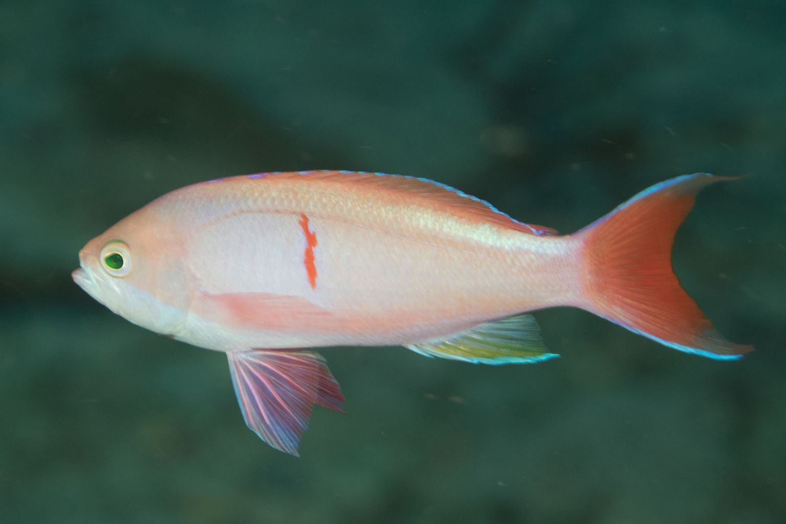 Red Fairy Anthias