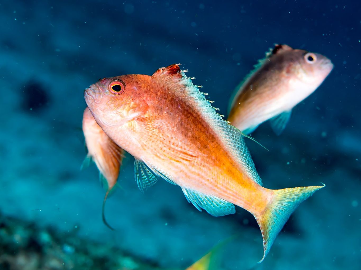 Red Hawkfish