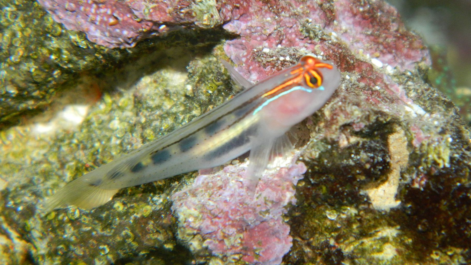 Red Head Goby