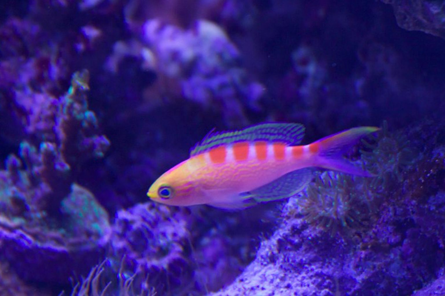 Red Saddled Anthias