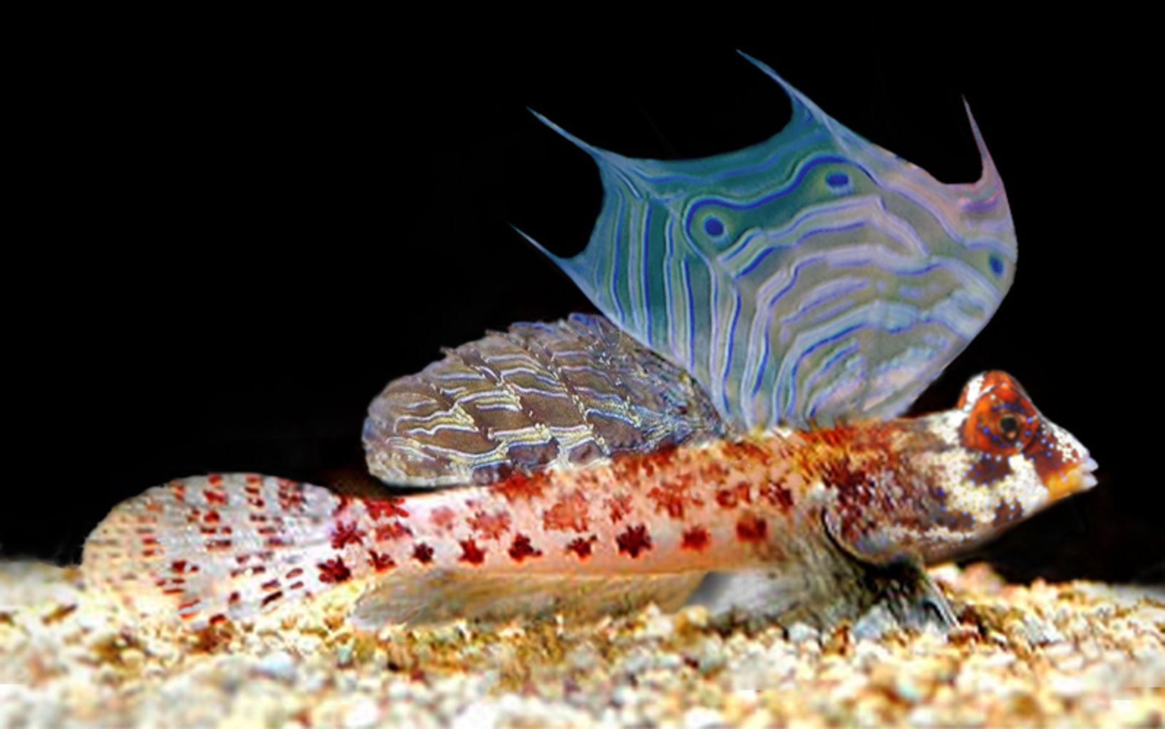 Red Scooter Dragonet