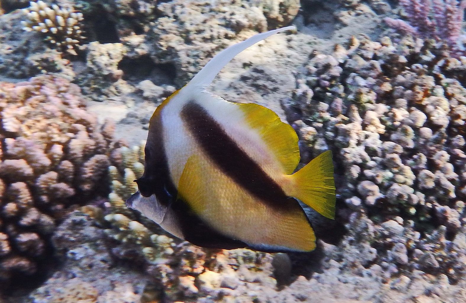 Red Sea Bannerfish