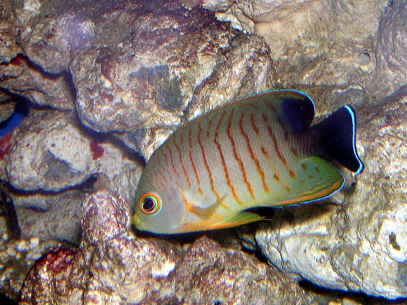 Red Stripe Angelfish